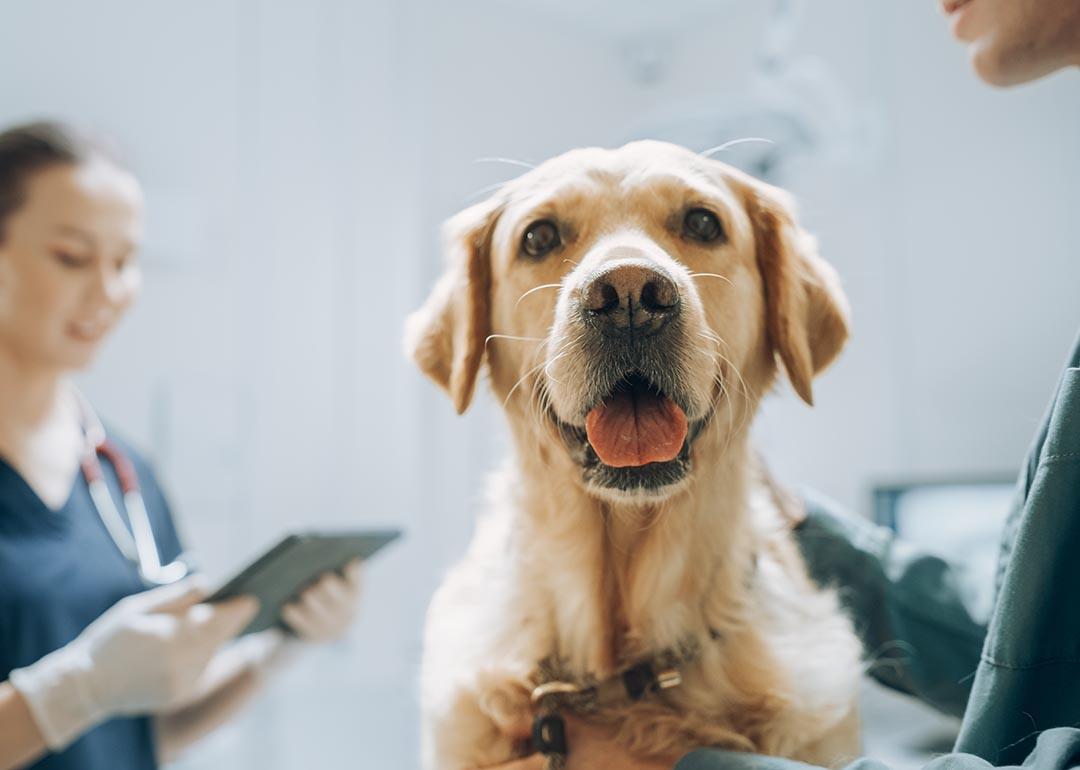 Dogs and their people: Companions in cancer research 