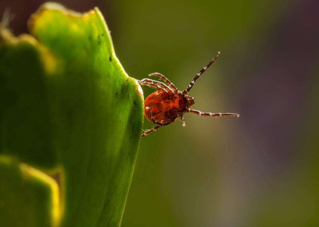 Tick bites are on the rise. Here's how to protect yourself.