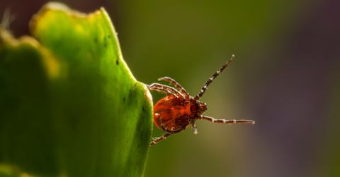 Tick bites are on the rise. Here's how to protect yourself.