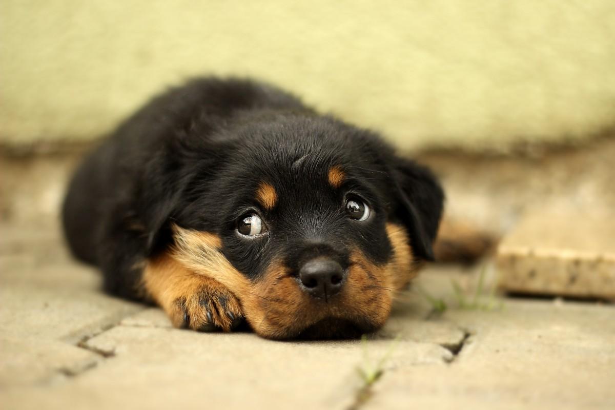 dogs