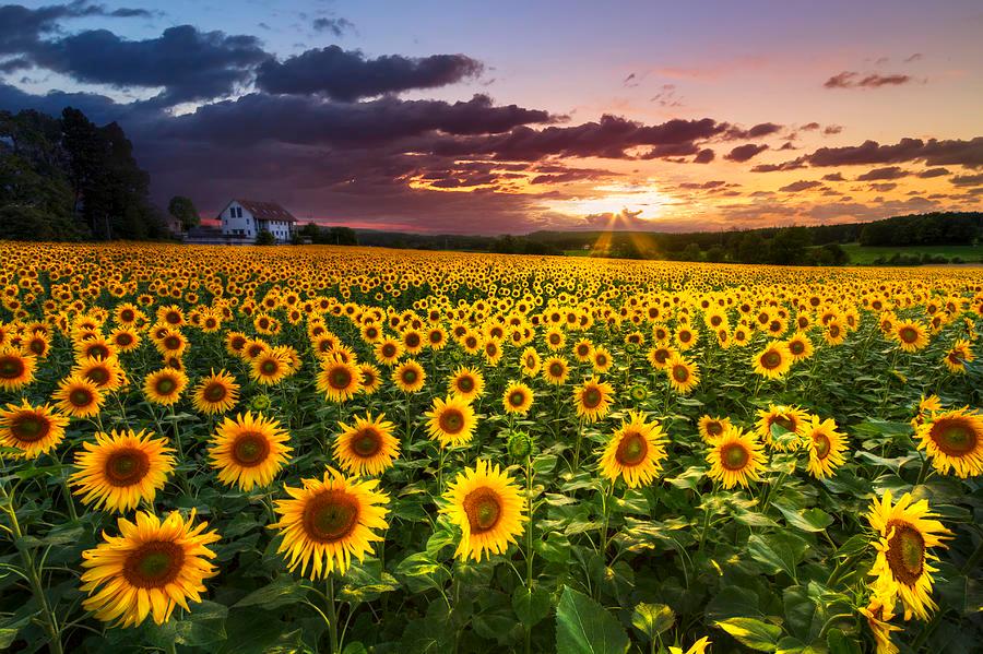 wp content/uploads///big field of sunflowers debra and dave vanderlaan