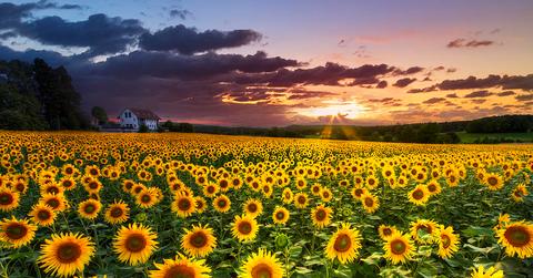 wp content/uploads///big field of sunflowers debra and dave vanderlaan