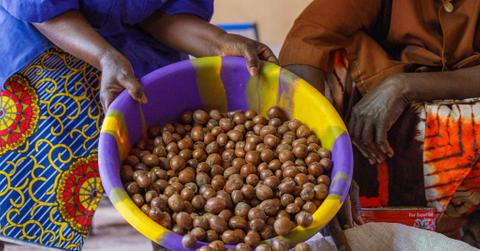 A women empties a bucket of shea nuts.