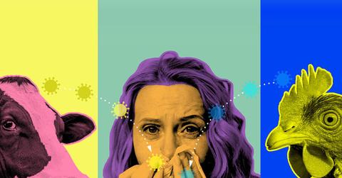 Everything you need to know about bird flu