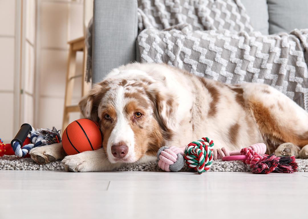 Pets Is your dog a toy addict? A new study says it’s totally possible