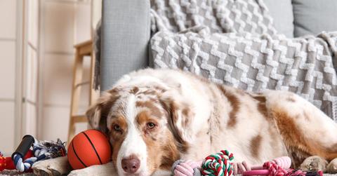 Pets Is your dog a toy addict? A new study says it’s totally possible