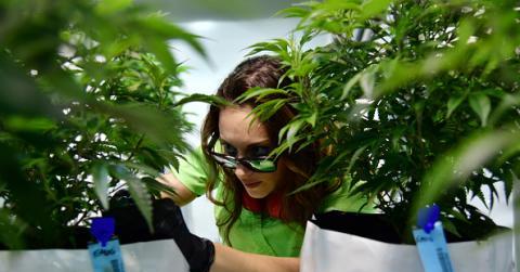 wp content/uploads///Marijuana