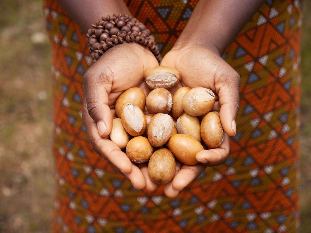 Shea Butter