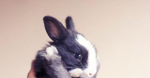 wp content/uploads///animal testing