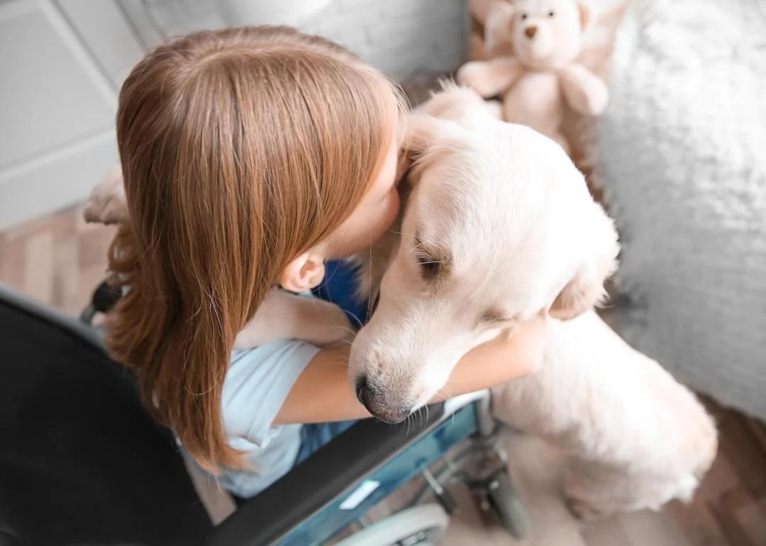 Learn about what service dogs can do, and what it takes to certify and protect them
