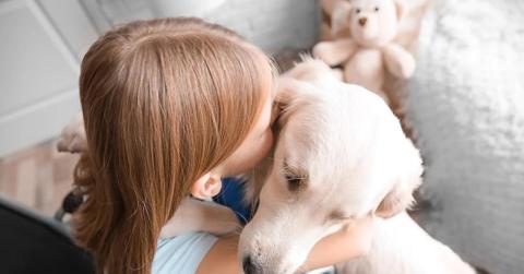 Learn about what service dogs can do, and what it takes to certify and protect them