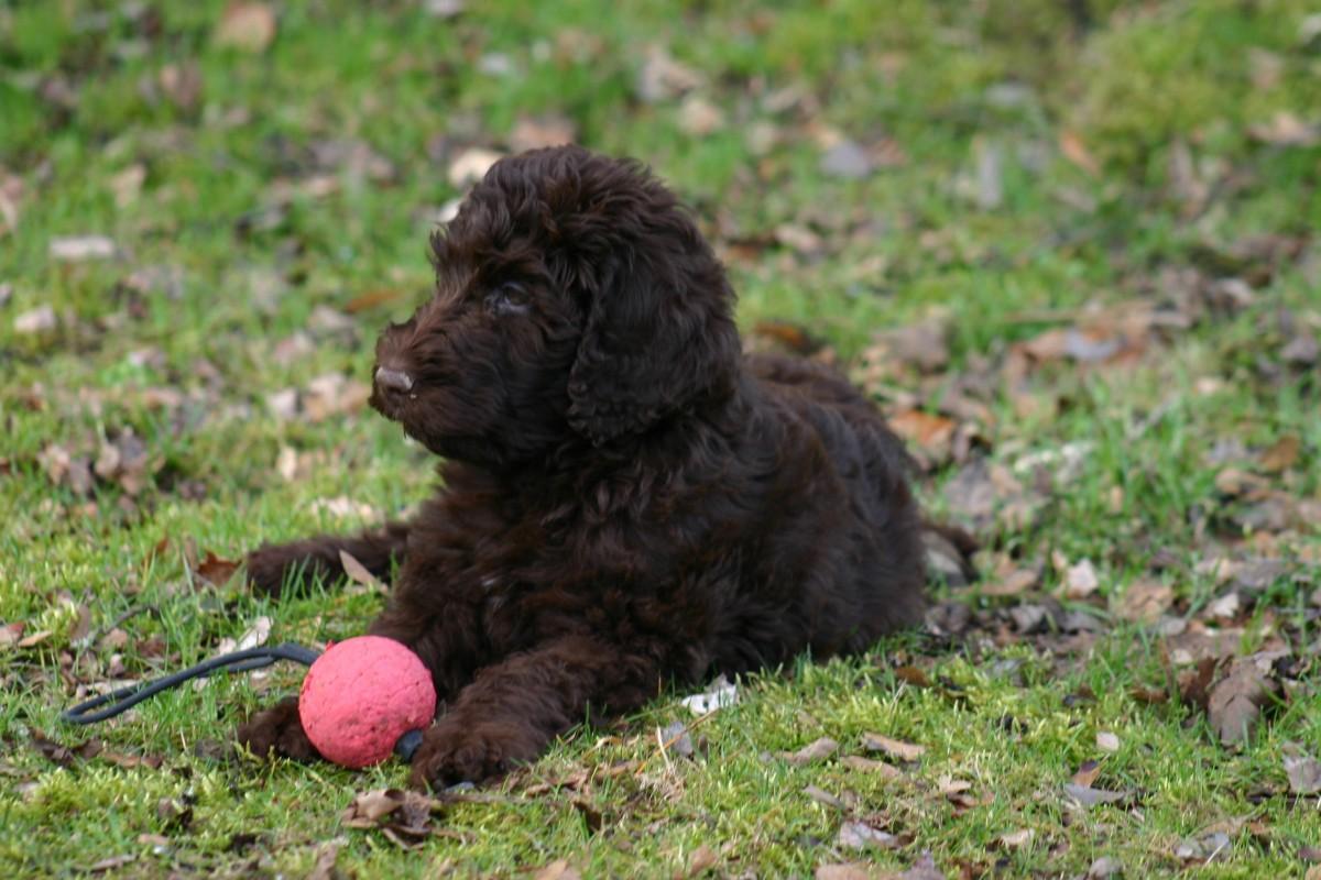 labradoodle
