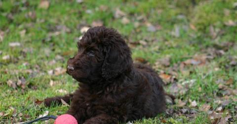 labradoodle