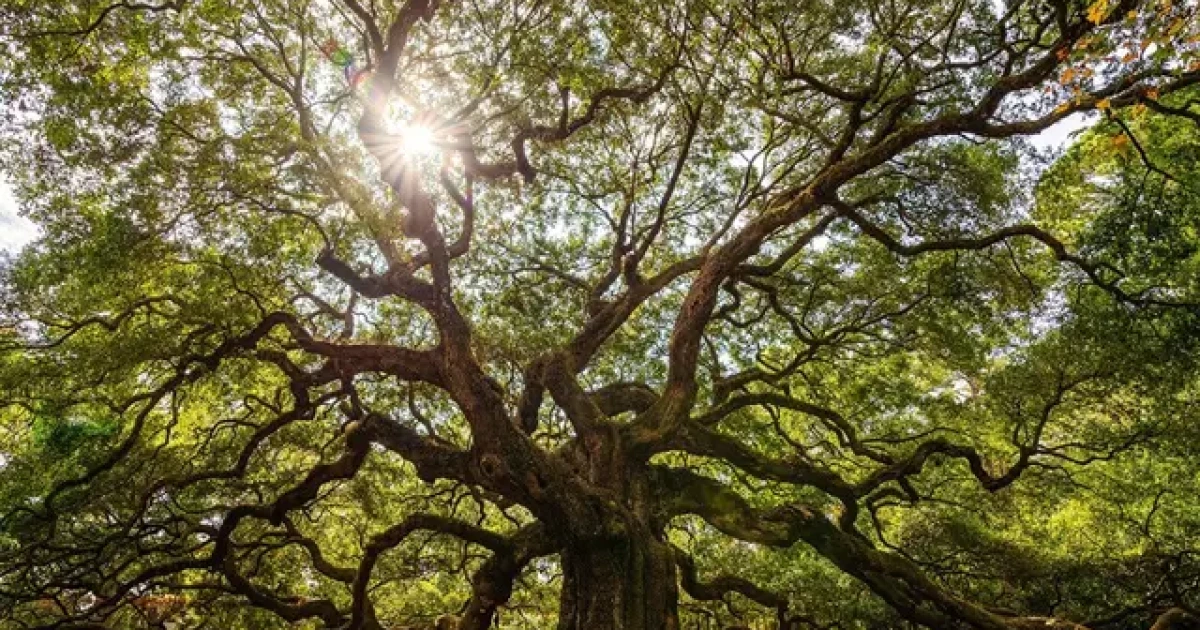 Witness trees: A living archive of Black memory